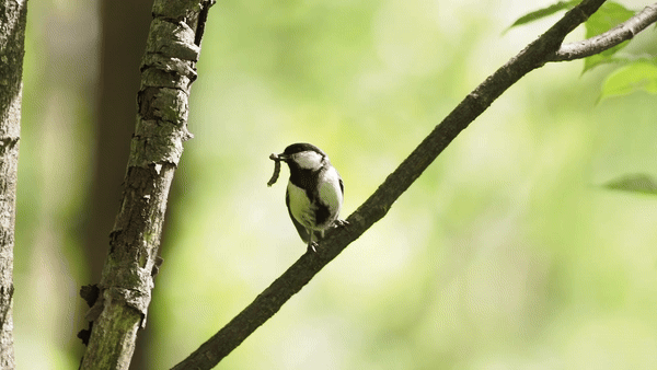 "After You": The Surprising Good Manners of Some Birds